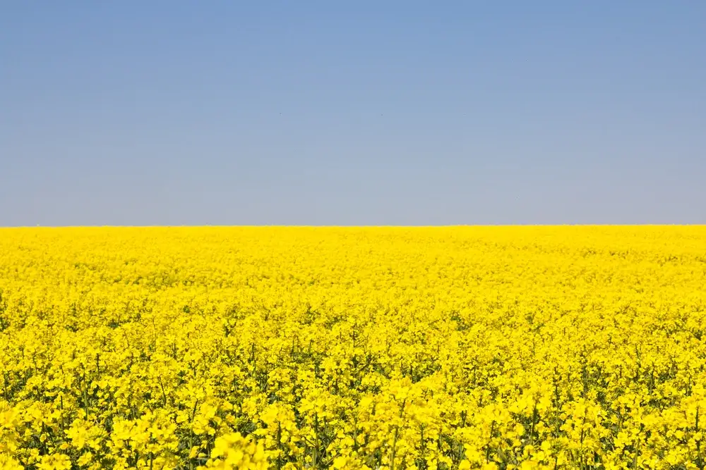 Raps als Energiepflanze